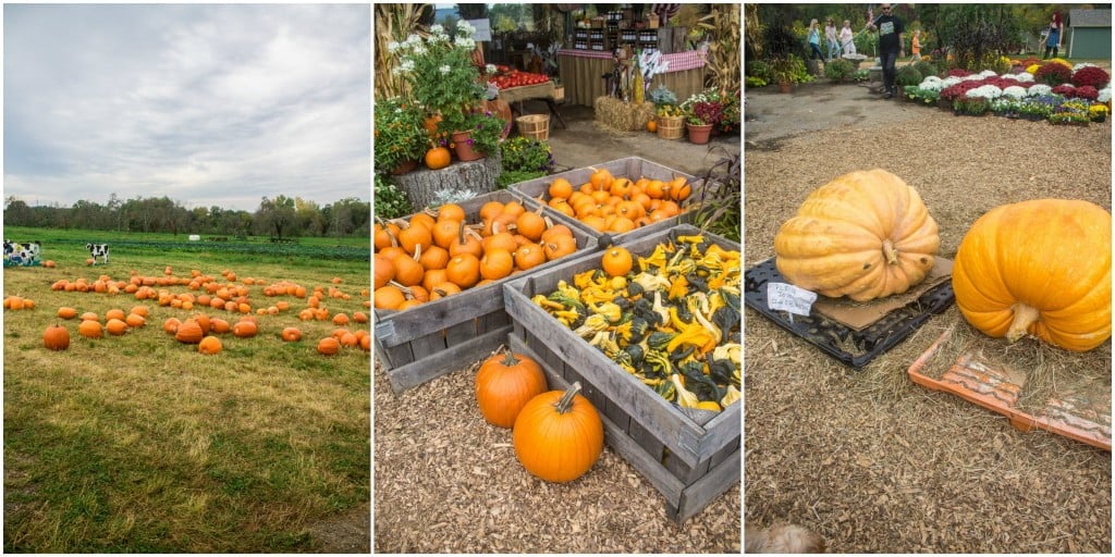 Apple Picking at Outhouse Orchards Olivia's Cuisine