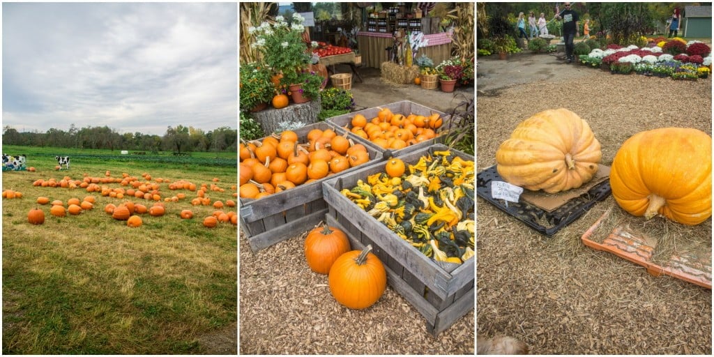 Apple Picking at Outhouse Orchards | www.oliviascuisine.com