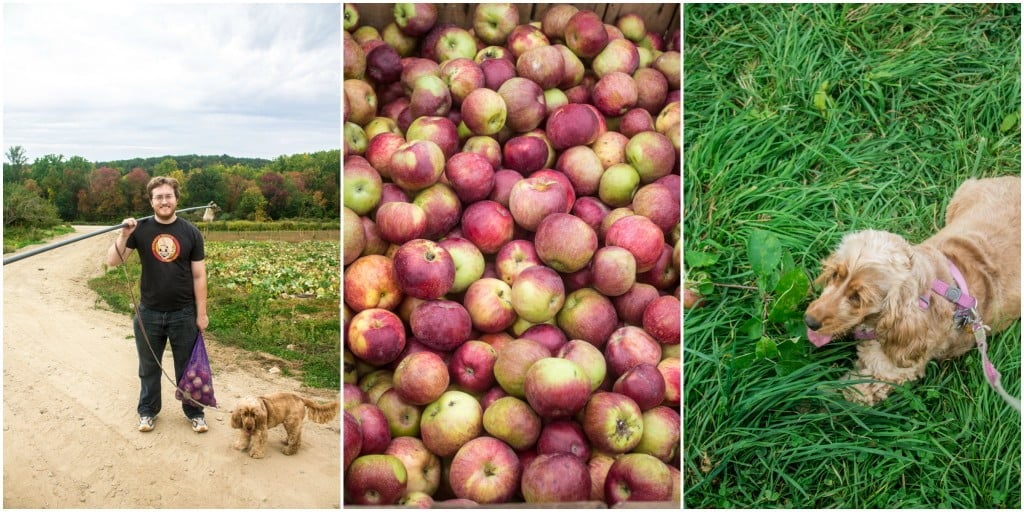 Apple Picking at Outhouse Orchards | www.oliviascuisine.com