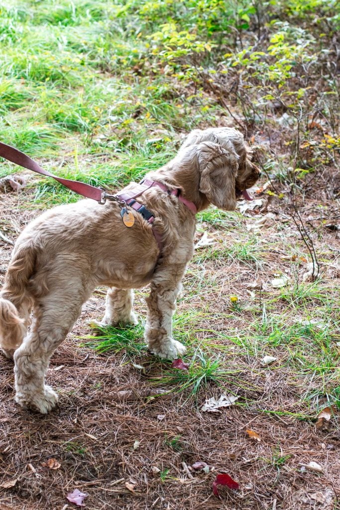 Lola Conquers Woodstock, NY! | www.oliviascuisine.com | #NourishZeroGrain #sponsored