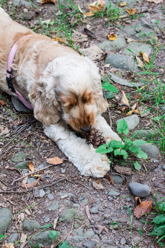 Lola Conquers Woodstock, NY! | www.oliviascuisine.com | #NourishZeroGrain #sponsored