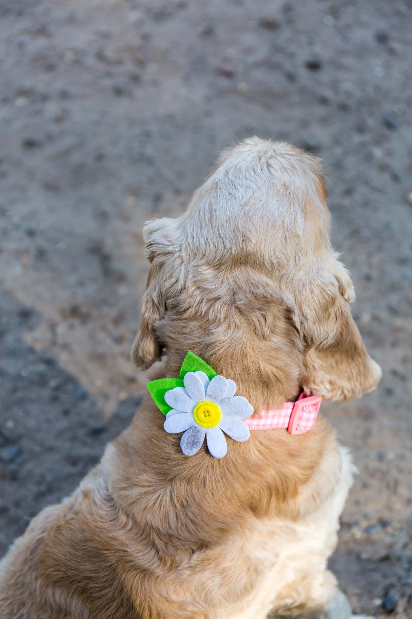 Fun Things to Do with Your Dog in the Summer | www.oliviascuisine.com | A list of 15 activities to do with your furry friend to enjoy the warm weather! #IAMSDifference #CG #ad