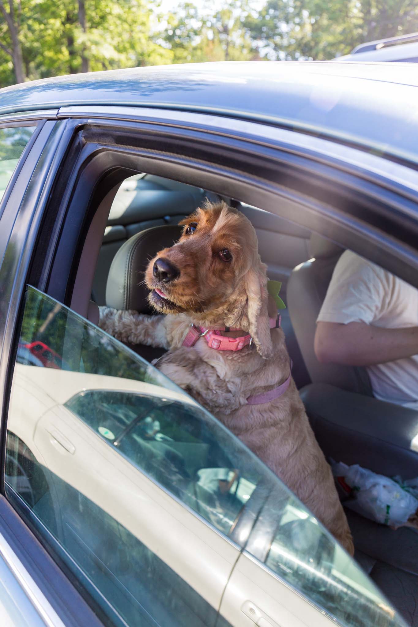 Fun Things to Do With Your Dog in the Summer - 56