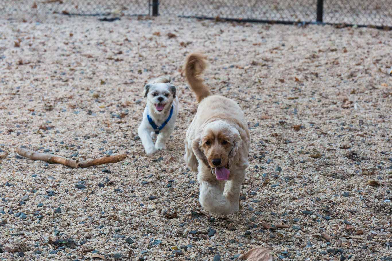 Fun Things to Do With Your Dog in the Summer - 41