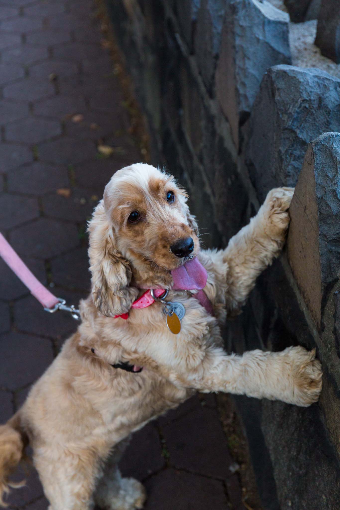 Fun Things to Do With Your Dog in the Summer - 61