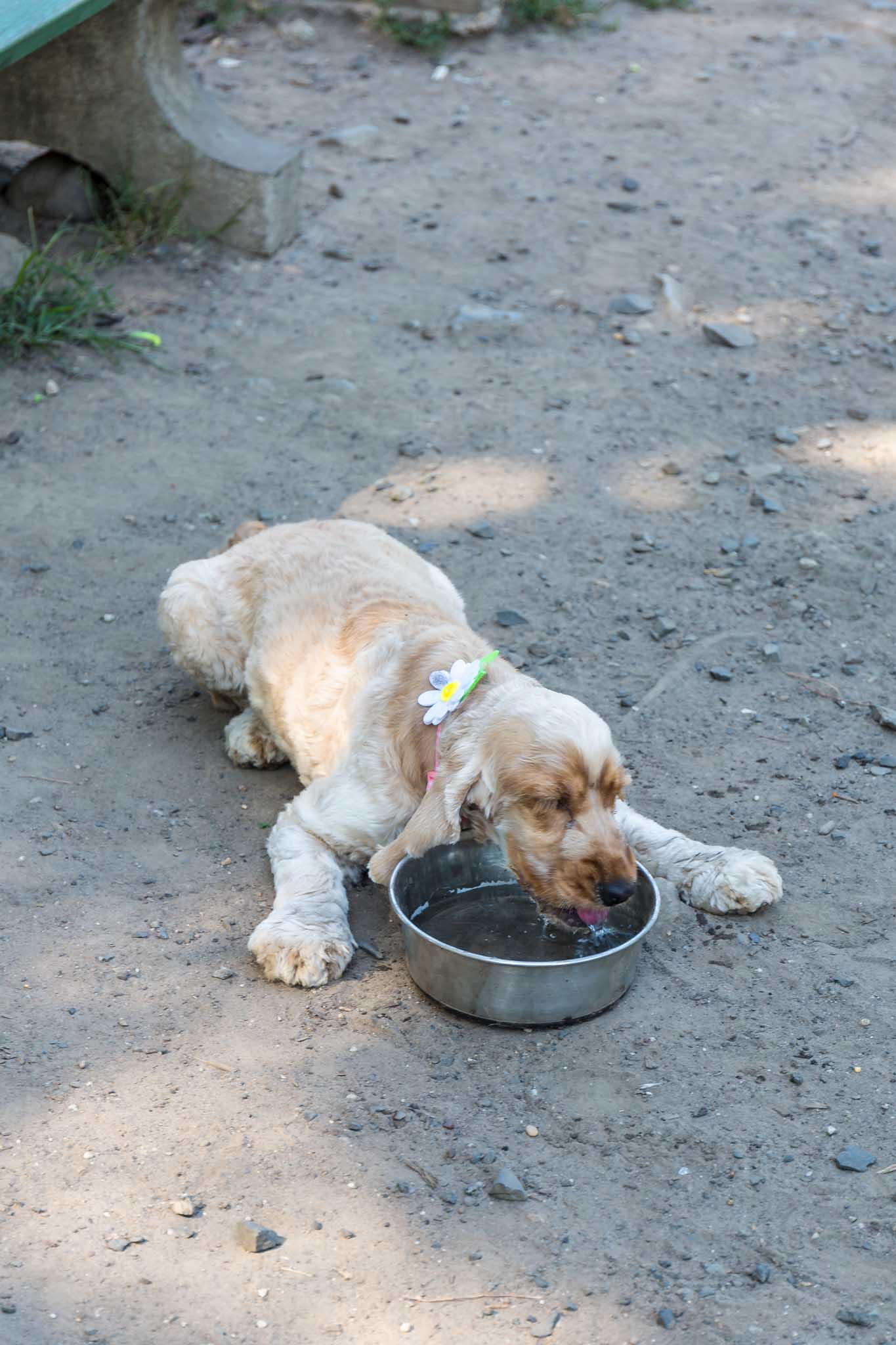 Fun Things to Do With Your Dog in the Summer - 56