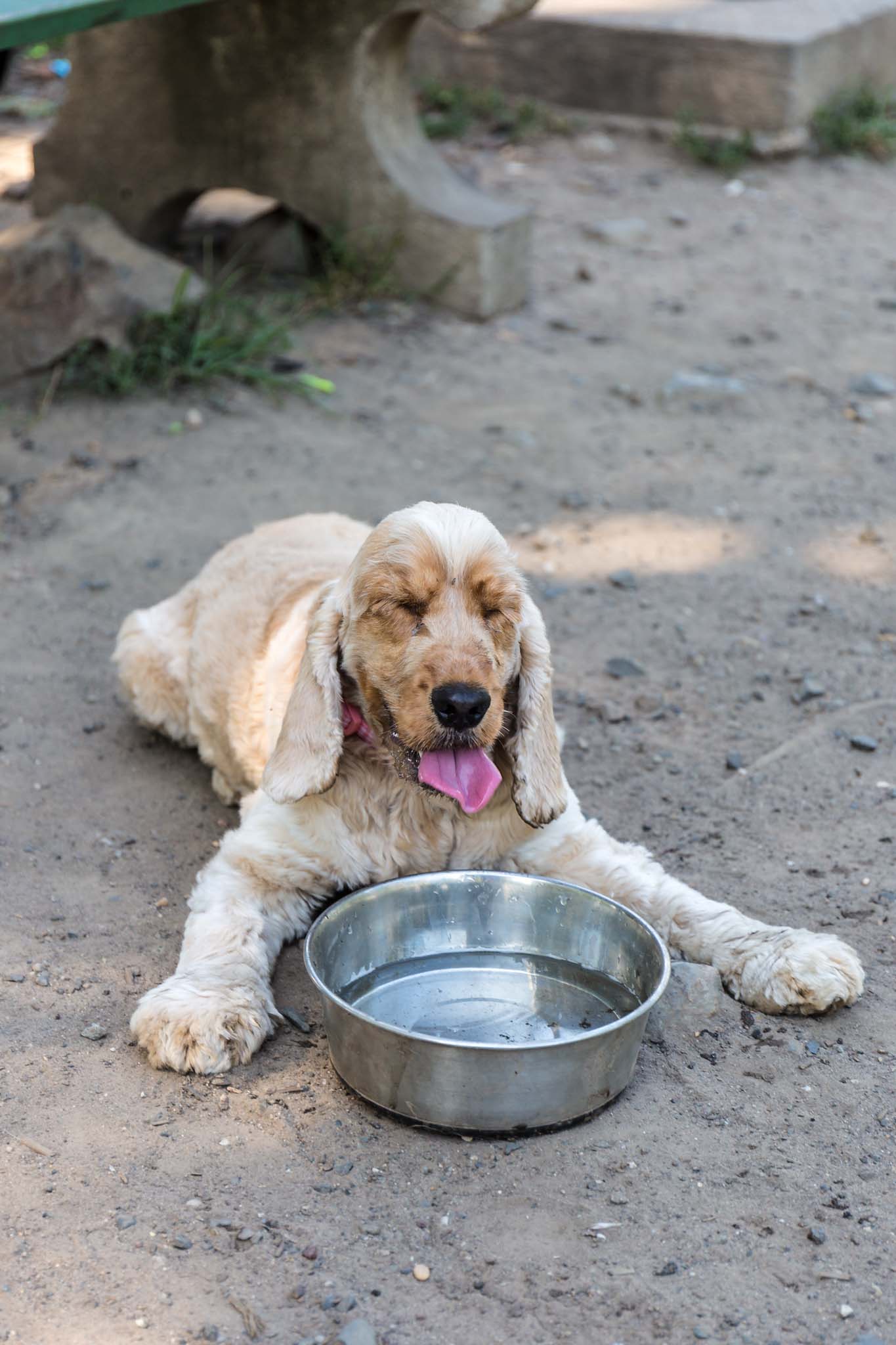 Fun Things to Do With Your Dog in the Summer - 3