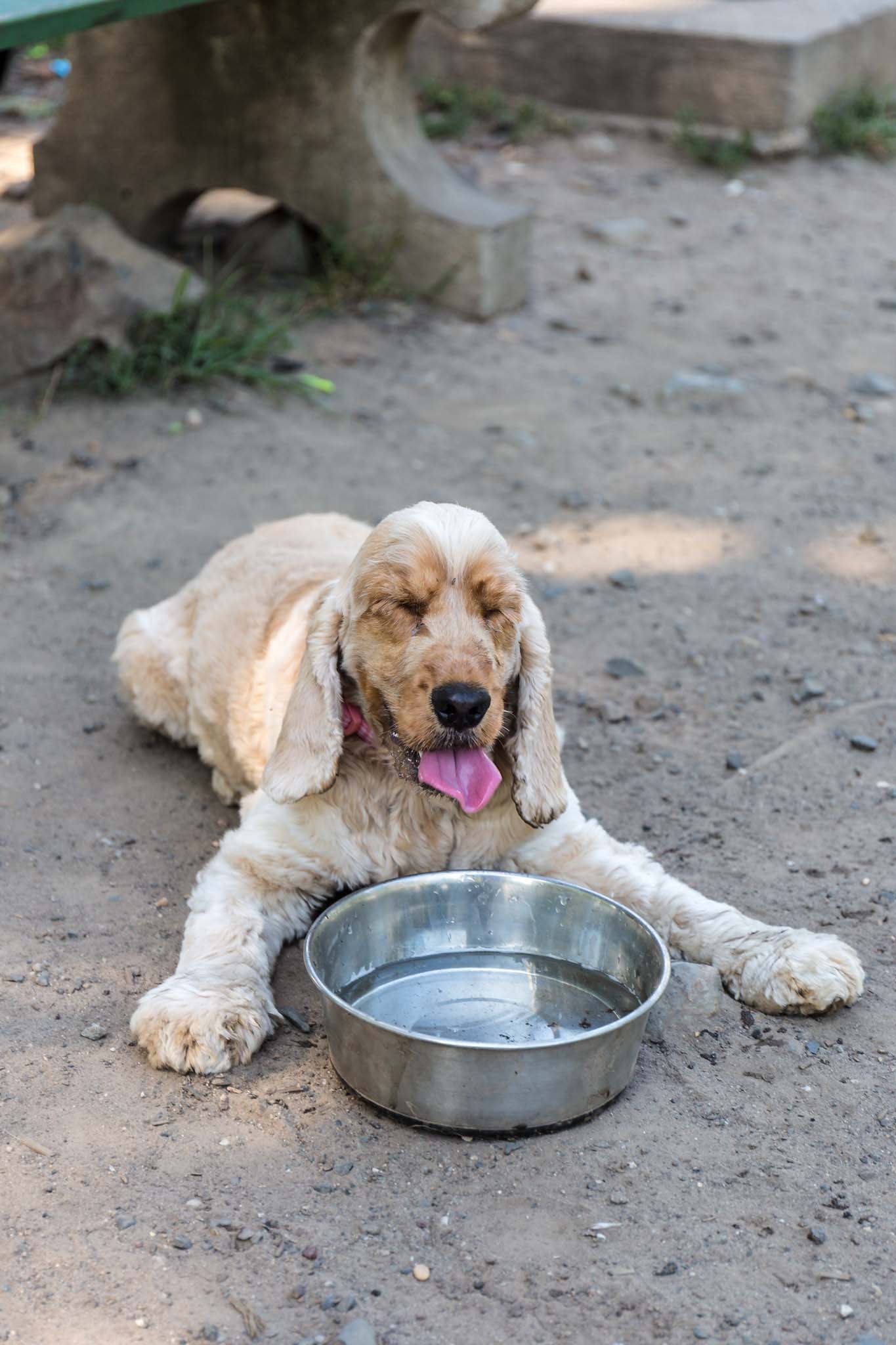 Fun Things to Do with Your Dog in the Summer | www.oliviascuisine.com | A list of 15 activities to do with your furry friend to enjoy the warm weather! #IAMSDifference #CG #ad