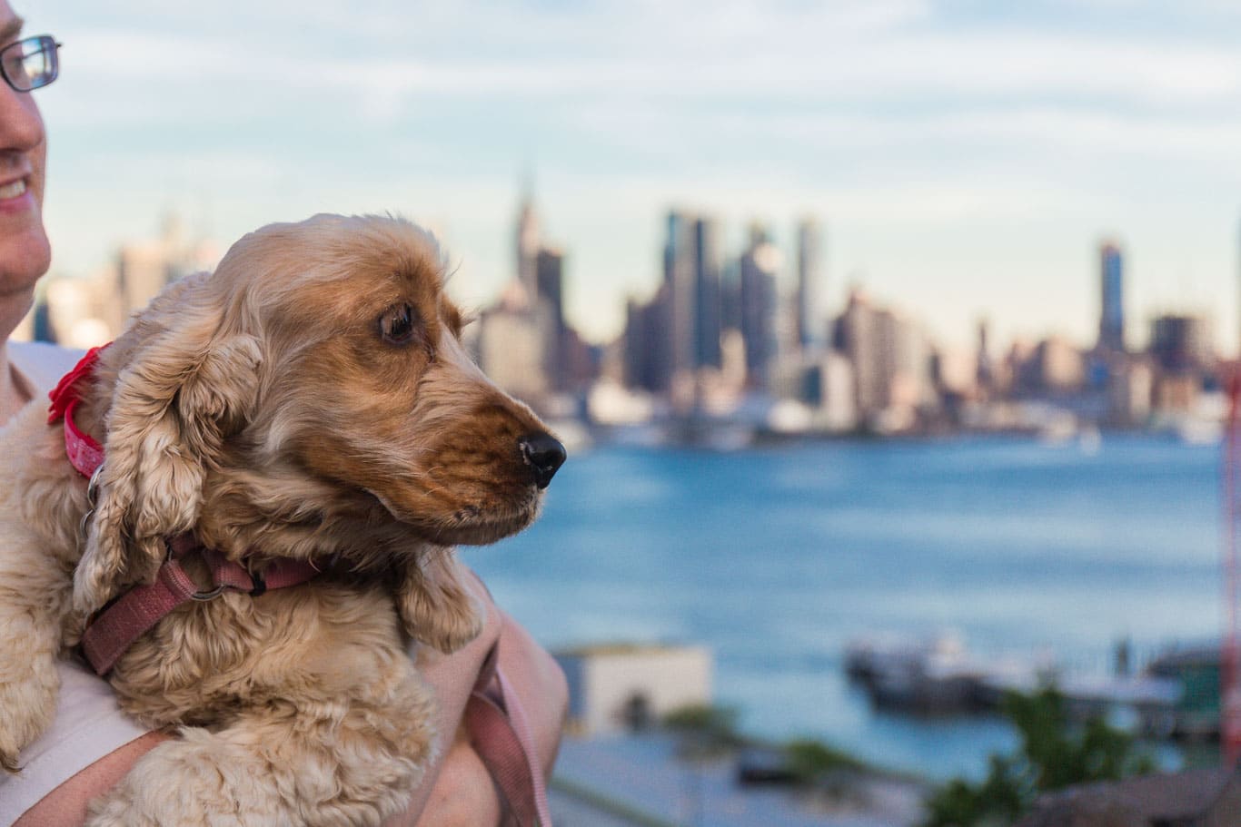 Fun Things to Do With Your Dog in the Summer - 76