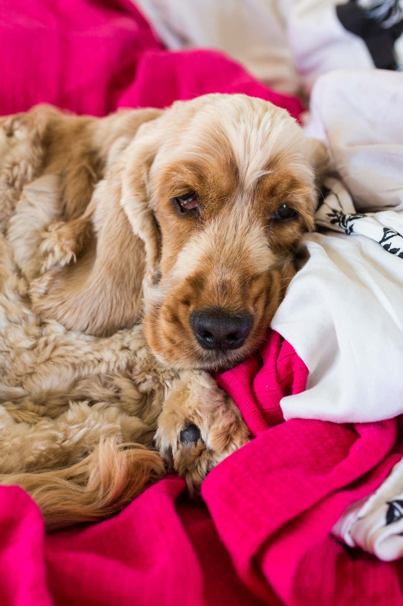 Fun Things to Do With Your Dog in the Summer - 18
