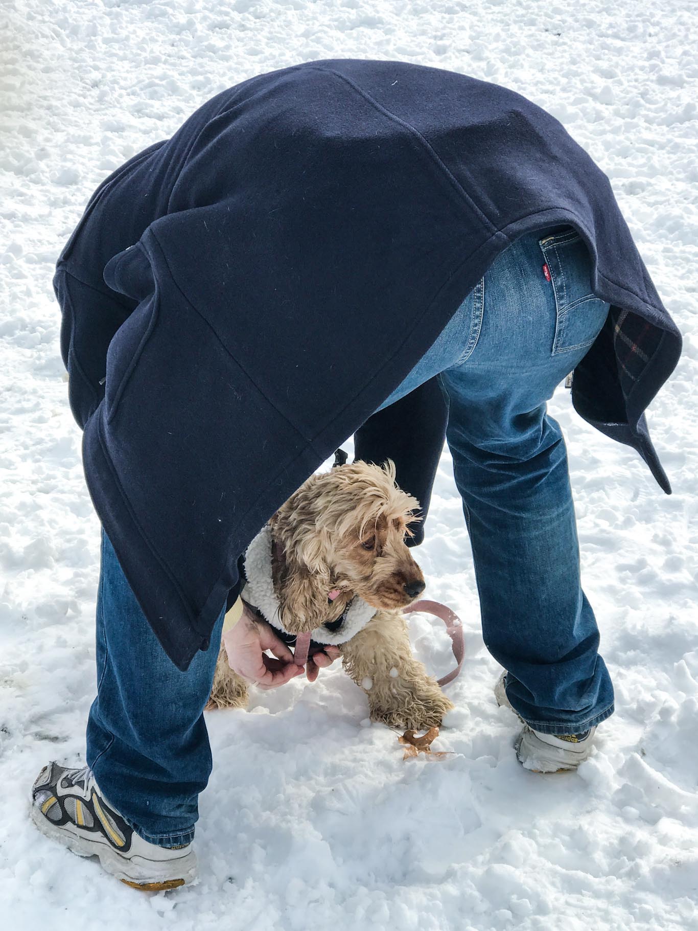 dog-in-the-snow