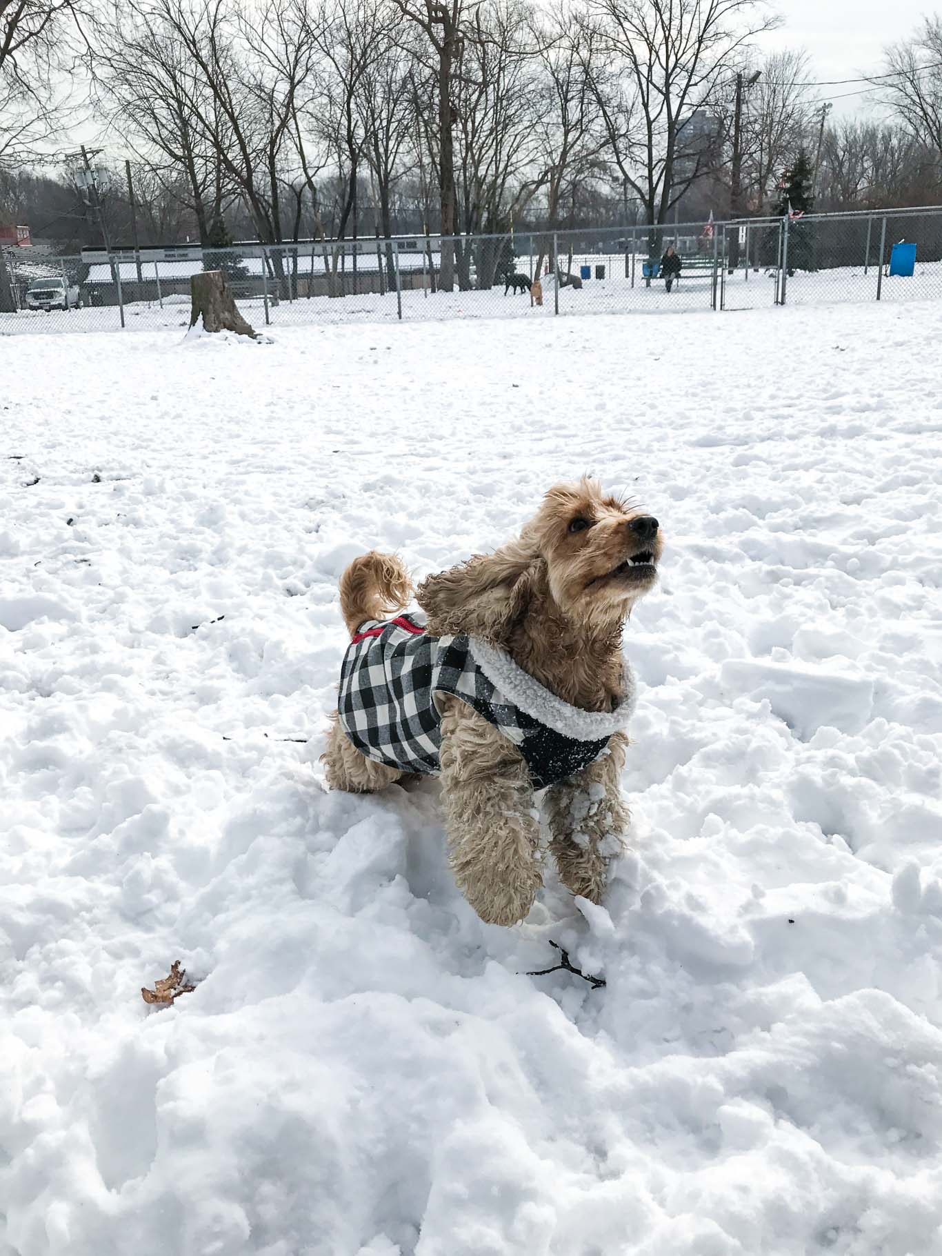 dog-playing-snow