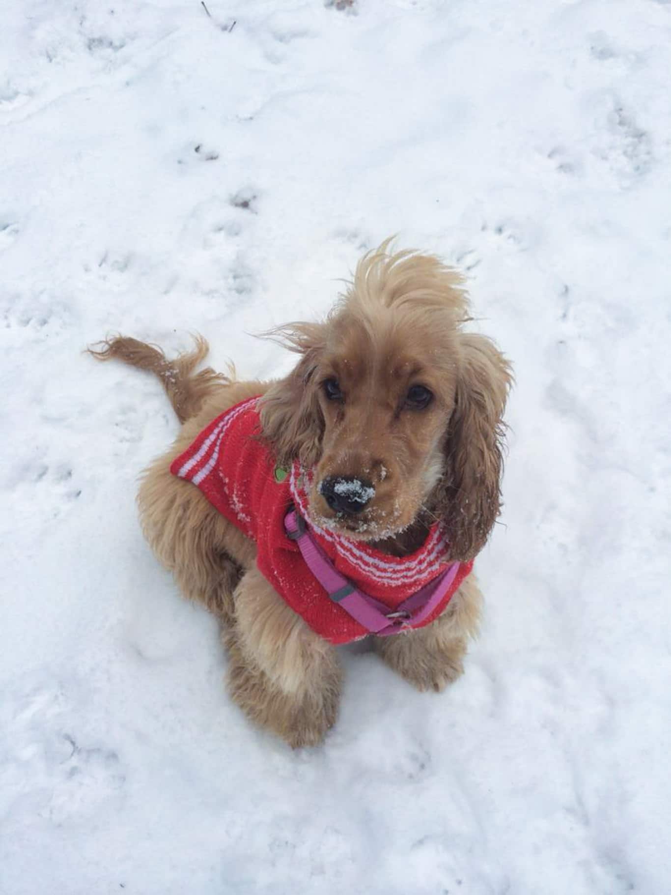 puppy-snow