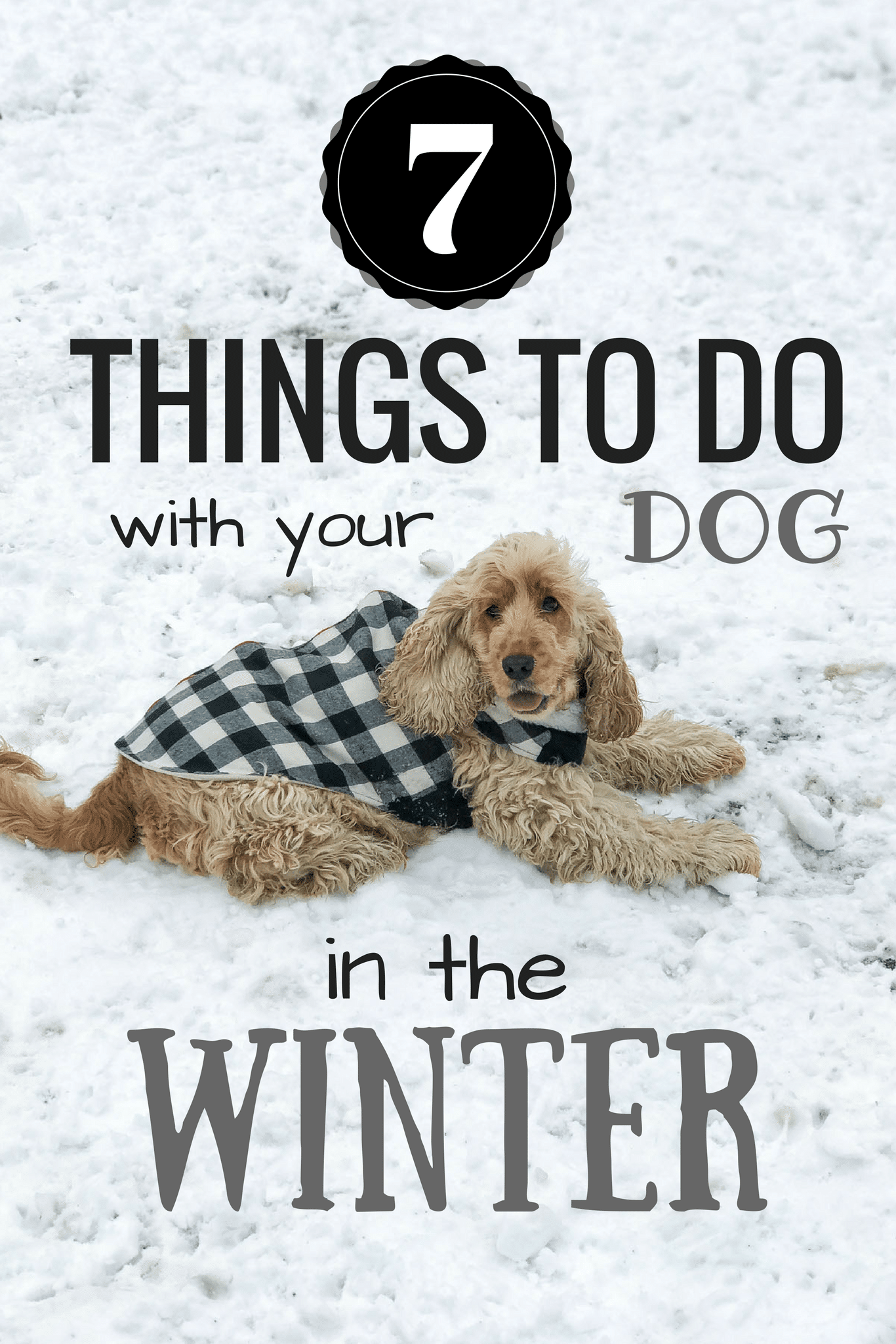 7 Things To Do With Your Dog In The Winter | www.oliviascuisine.com