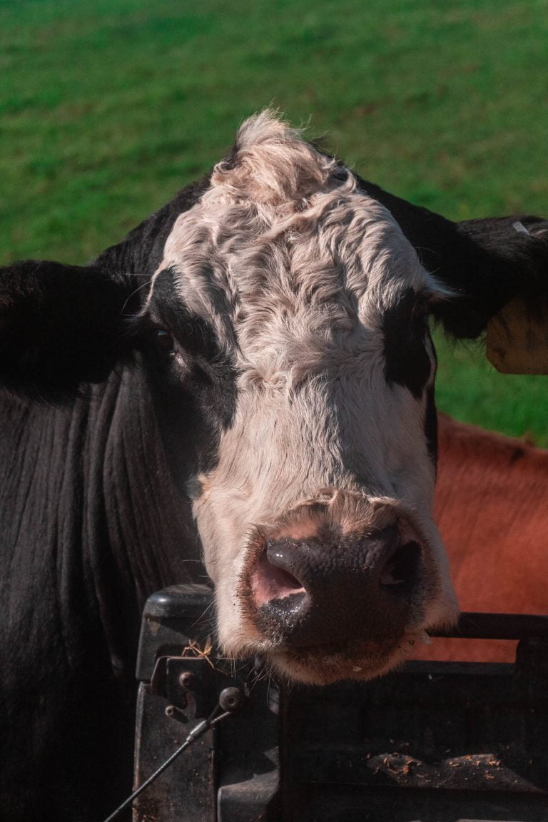 Meet your Meat - Demystifying Beef Production - Olivia's Cuisine