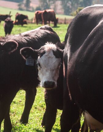Meet your Meat – Demystifying Beef Production