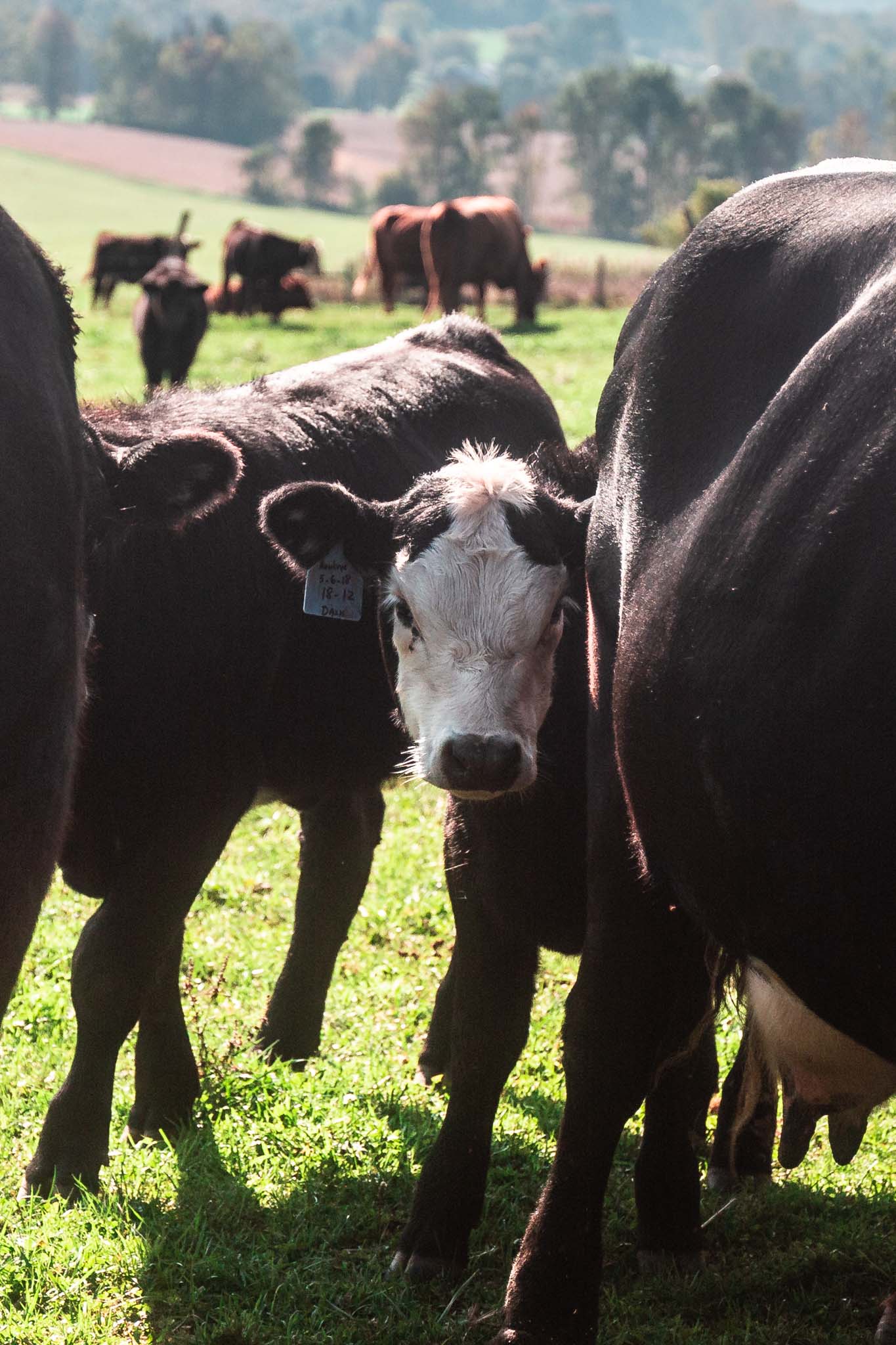 Meat your Meat - Demystifying Beef Production | www.oliviascuisine.com | I have visited a couple beef farms to lean more about beef production. In this article, I share a little bit of what I've learned and how that made me a conscious carnivore.