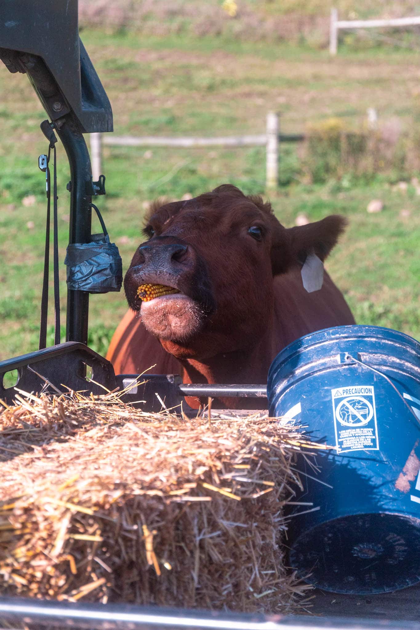 Meat your Meat - Demystifying Beef Production | www.oliviascuisine.com | I have visited a couple beef farms to lean more about beef production. In this article, I share a little bit of what I've learned and how that made me a conscious carnivore.